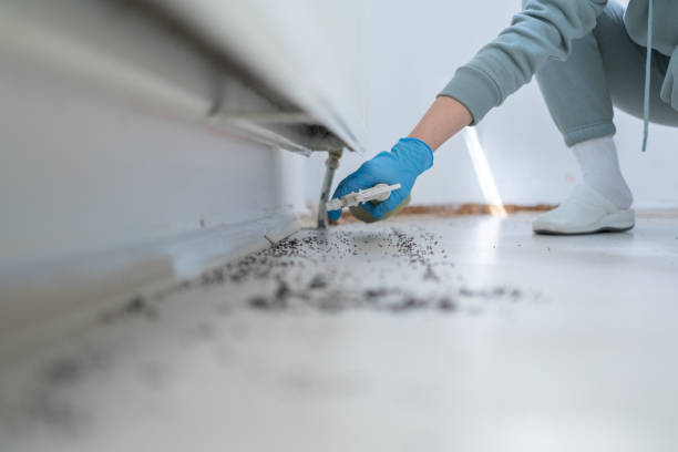 Best Ant Control Services  in Shannon, MS